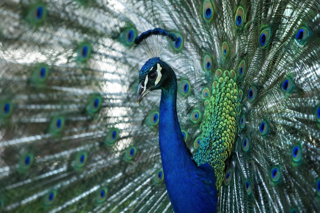 Is Buying Peacock Feathers Illegal In India? - Lawby 26